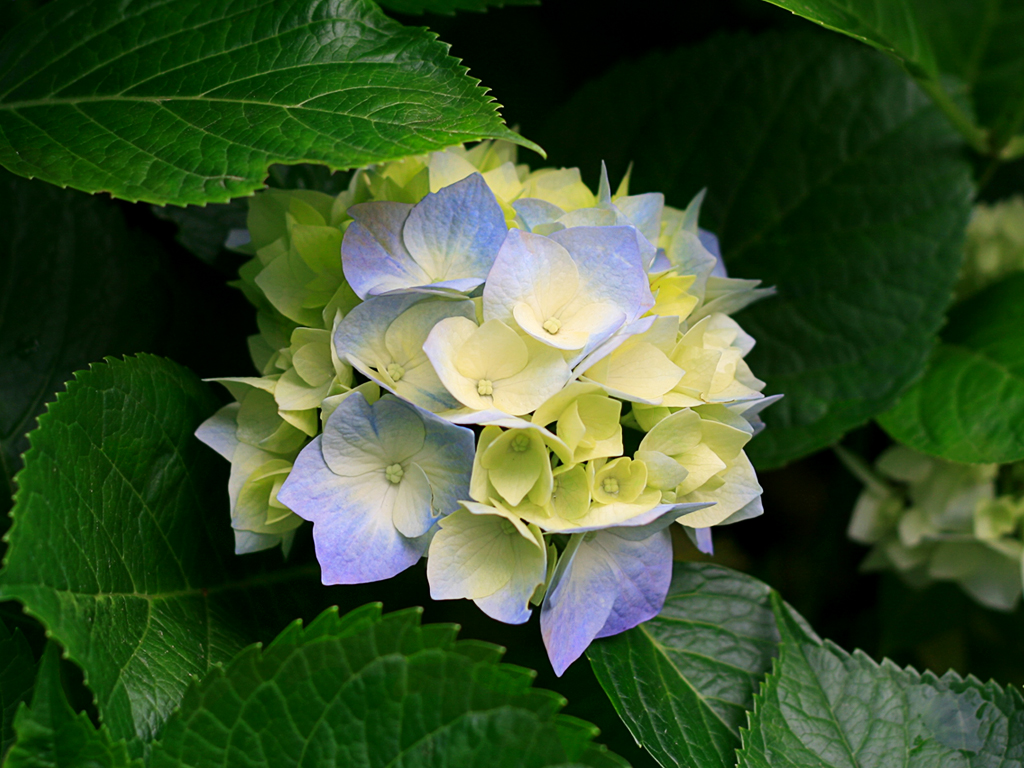 مرضیه صلصالی